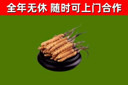 平潭回收冬虫夏草